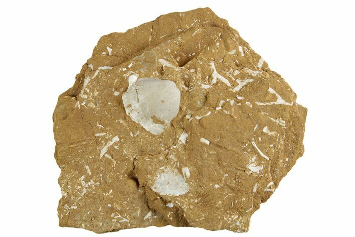 Ordovician Kukersite Oil Shale w/ Bryozoan & Brachiopod Fossils #369551